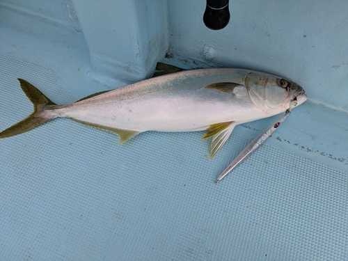 ヒラマサの釣果