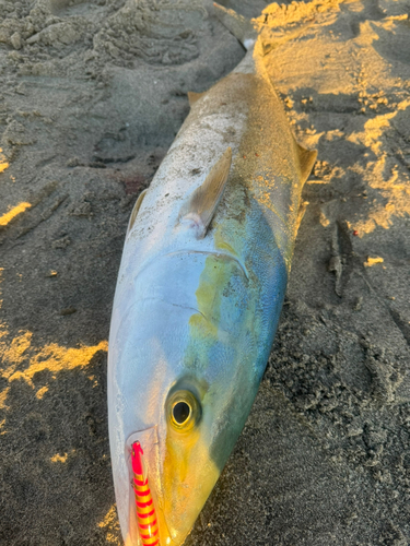 ブリの釣果