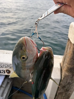 ハマチの釣果