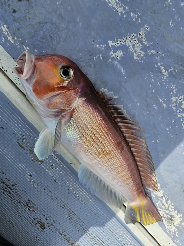 アマダイの釣果