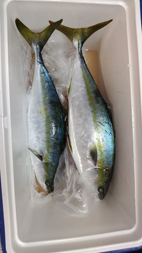 イナダの釣果