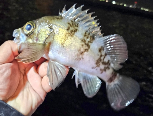 メバルの釣果