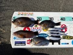 ホシササノハベラの釣果