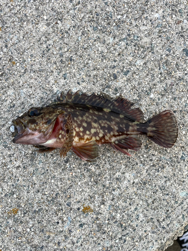 カサゴの釣果