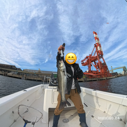 シーバスの釣果