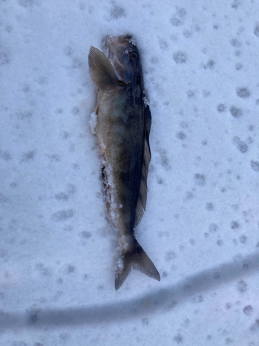 ホッケの釣果