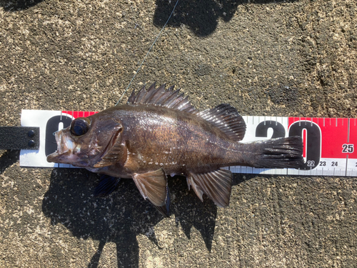 メバルの釣果