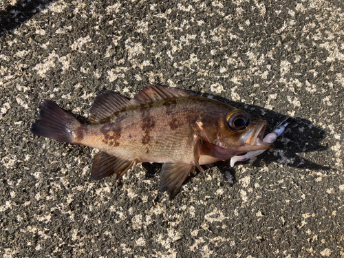 メバルの釣果