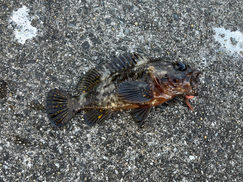 オウゴンムラソイの釣果