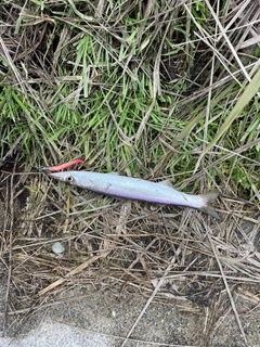 カマスの釣果