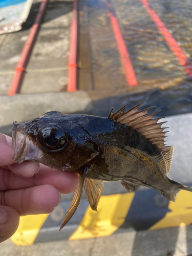 メバルの釣果