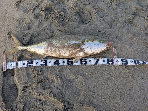 ブリの釣果