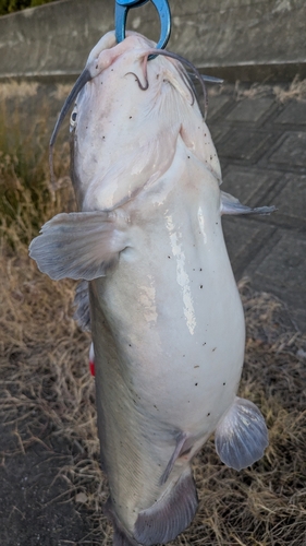 アメリカナマズの釣果