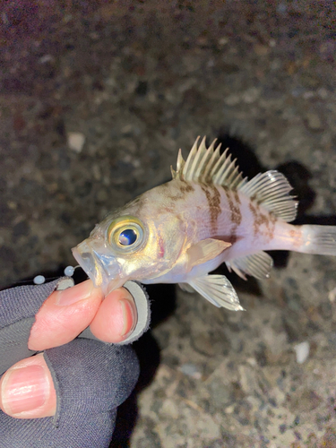 メバルの釣果