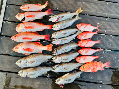 アカムツの釣果