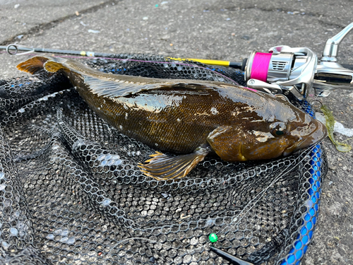 アイナメの釣果