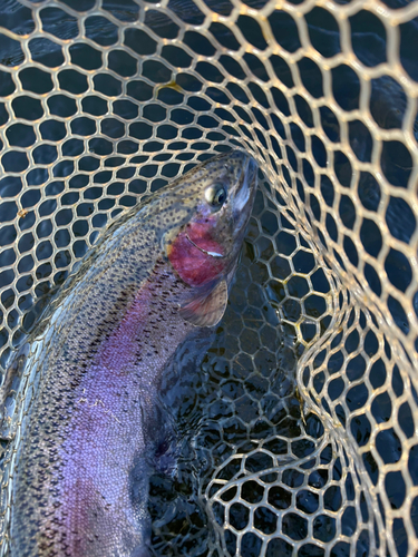 ニジマスの釣果