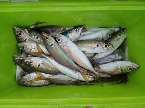 マアジの釣果