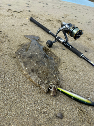 ヒラメの釣果