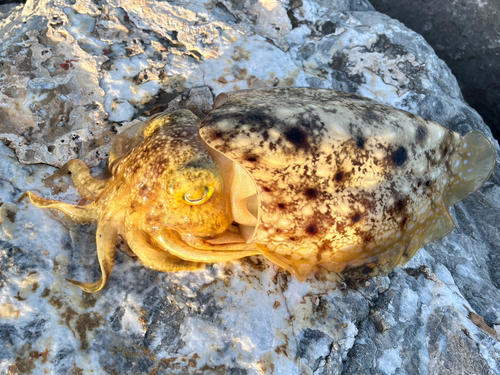 コウイカの釣果