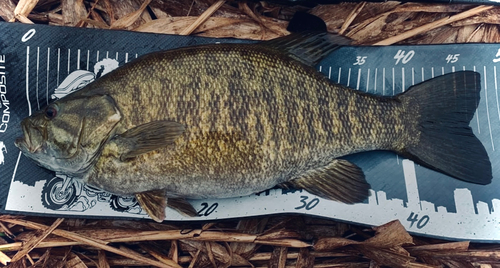 スモールマウスバスの釣果