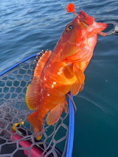 アカハタの釣果