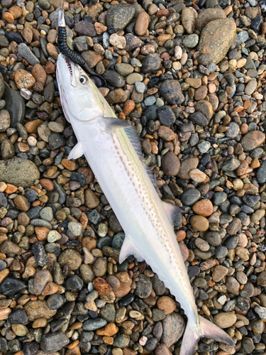 サゴシの釣果