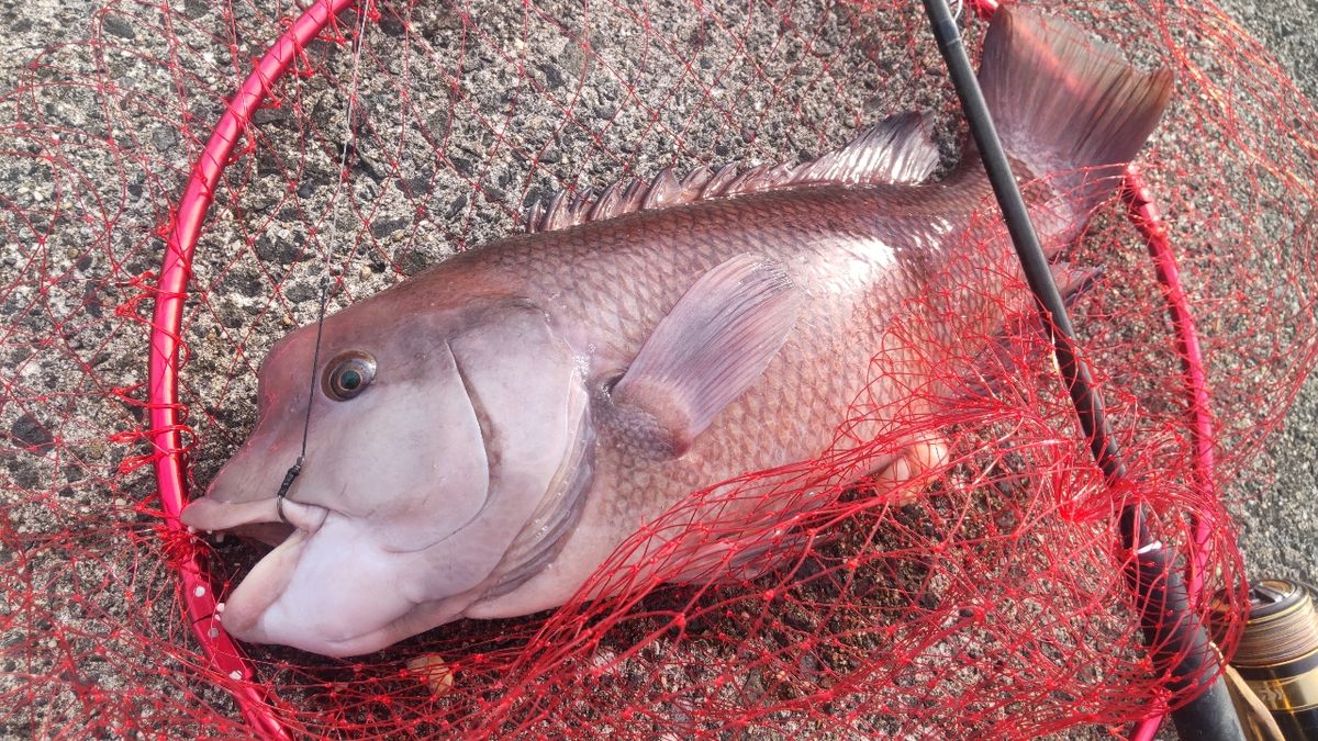 まっくす　さんの釣果 1枚目の画像