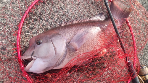 コブダイの釣果