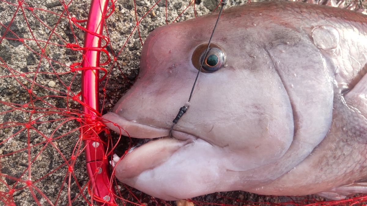 まっくす　さんの釣果 2枚目の画像