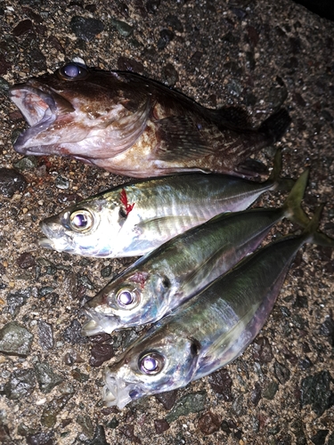 アジの釣果