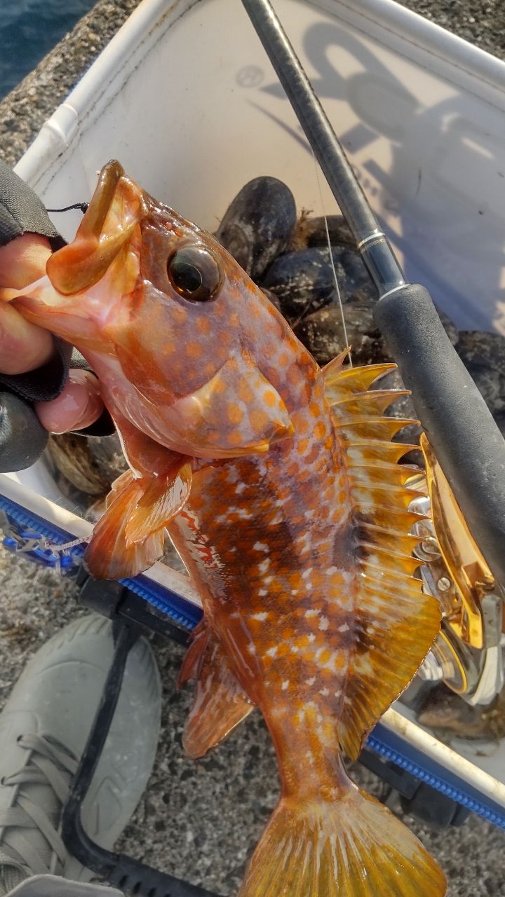 まっくす　さんの釣果 1枚目の画像