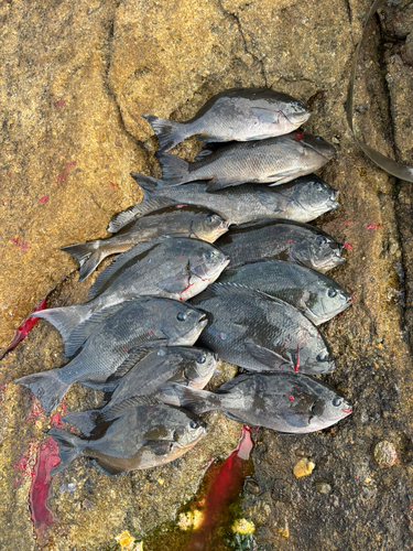 クチブトグレの釣果