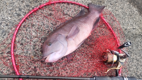 コブダイの釣果