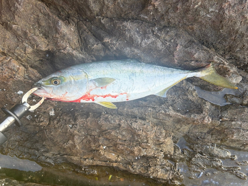 ハマチの釣果