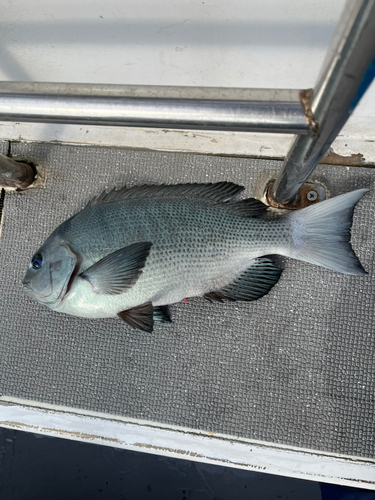 メジナの釣果