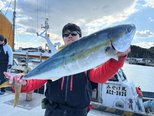 ブリの釣果