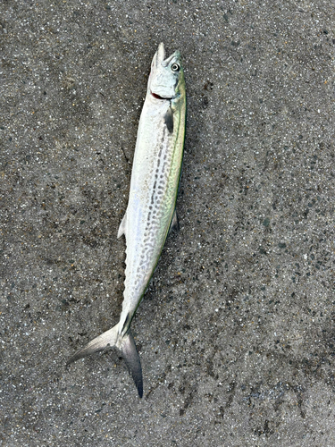 サゴシの釣果