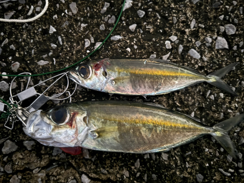 アジの釣果