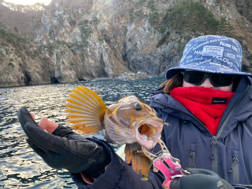 アイナメの釣果