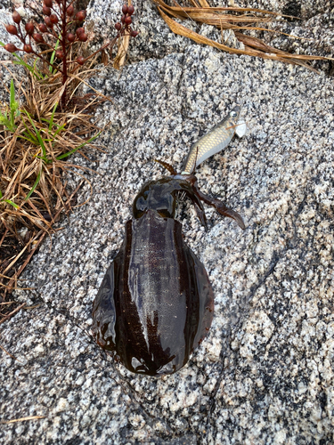 アオリイカの釣果