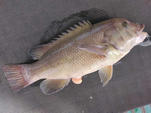 コブダイの釣果