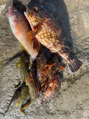 カサゴの釣果