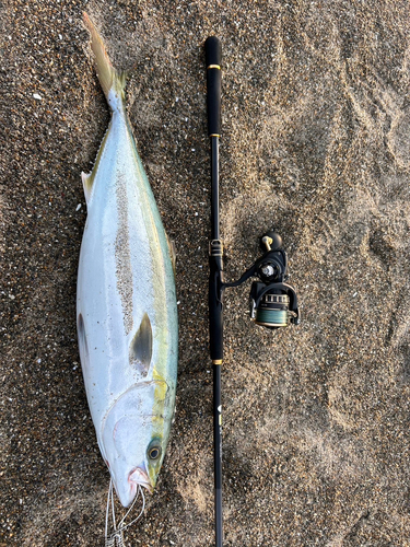 ワラサの釣果