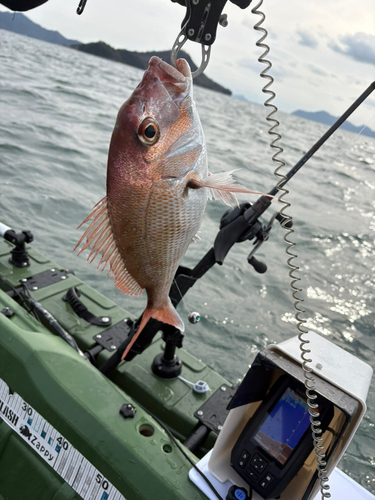 タイの釣果