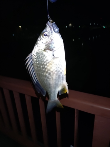 キビレの釣果