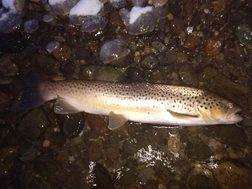 ブラウントラウトの釣果