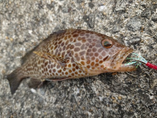 オオモンハタの釣果