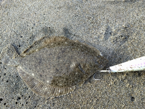 カレイの釣果