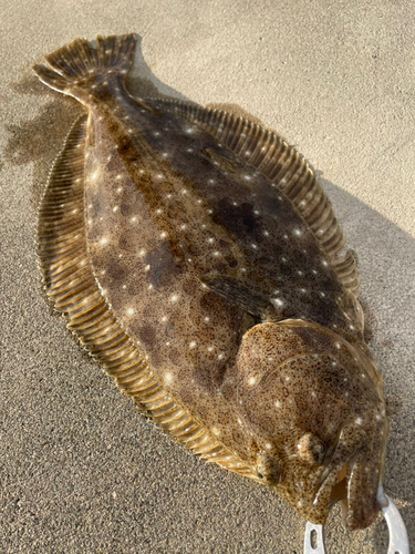 鳥の海